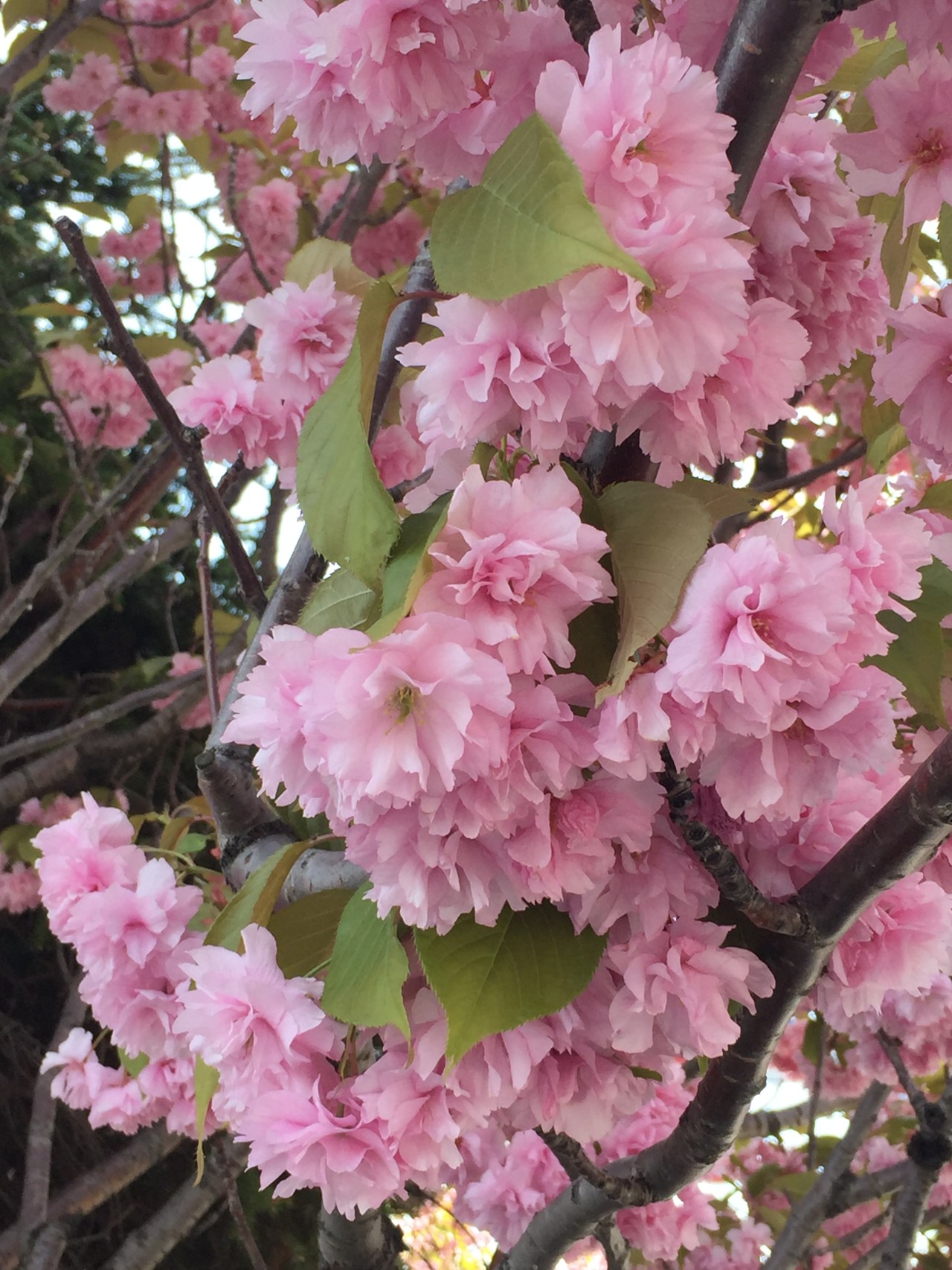 Sunday, May 19,&nbsp;Otaru